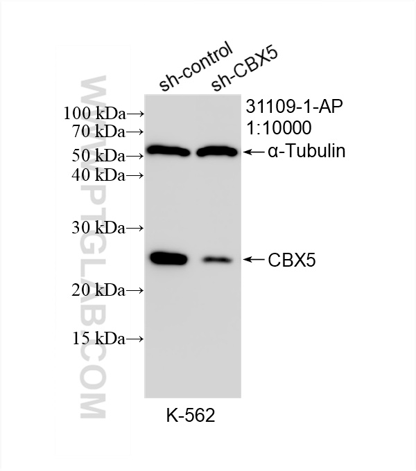 WB analysis of K-562 using 31109-1-AP
