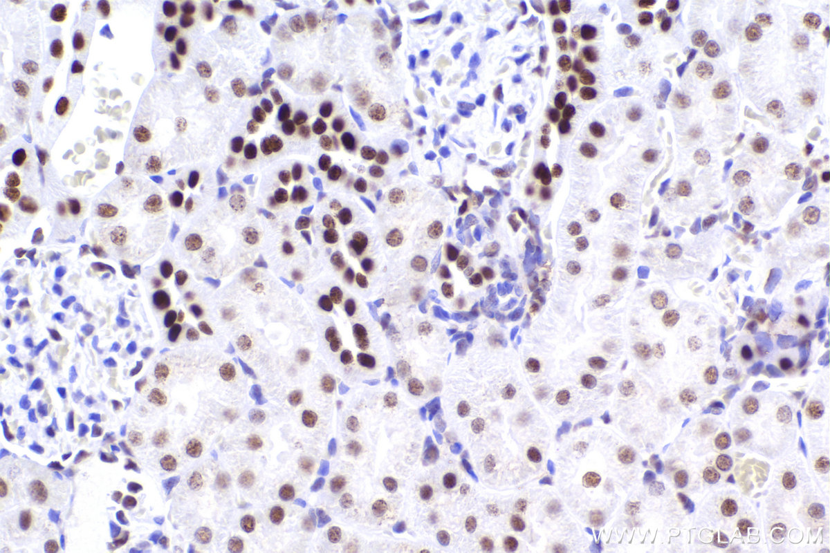 IHC staining of rat kidney using 83258-5-RR (same clone as 83258-5-PBS)