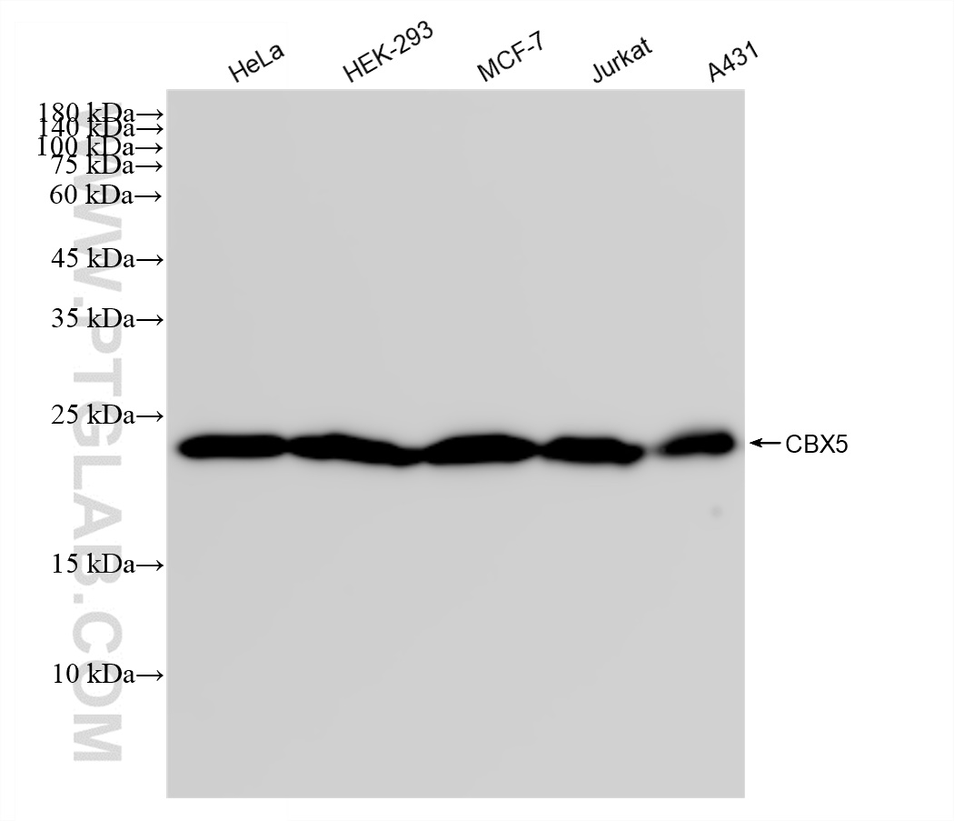 WB analysis using 83258-5-RR (same clone as 83258-5-PBS)