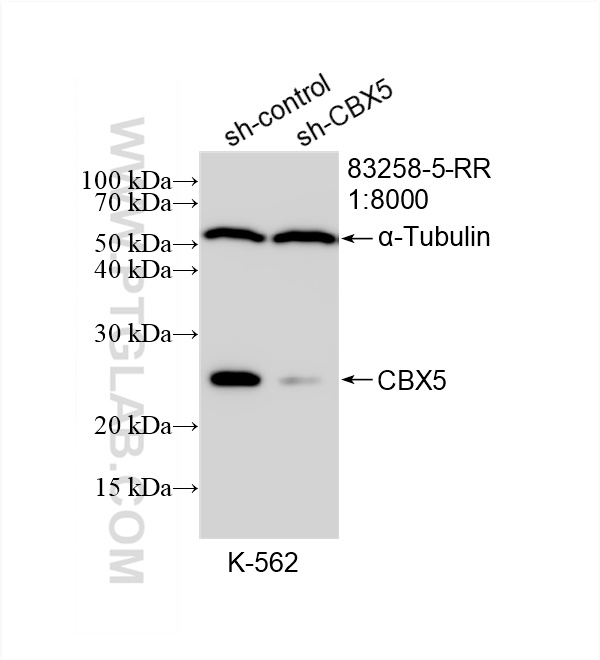 WB analysis of K-562 using 83258-5-RR (same clone as 83258-5-PBS)