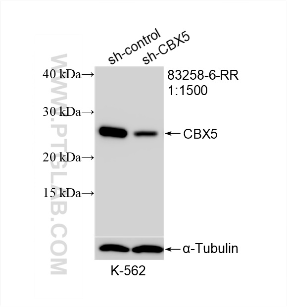WB analysis of K-562 using 83258-6-RR