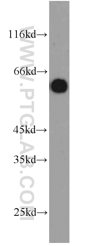 WB analysis of HepG2 using 23426-1-AP