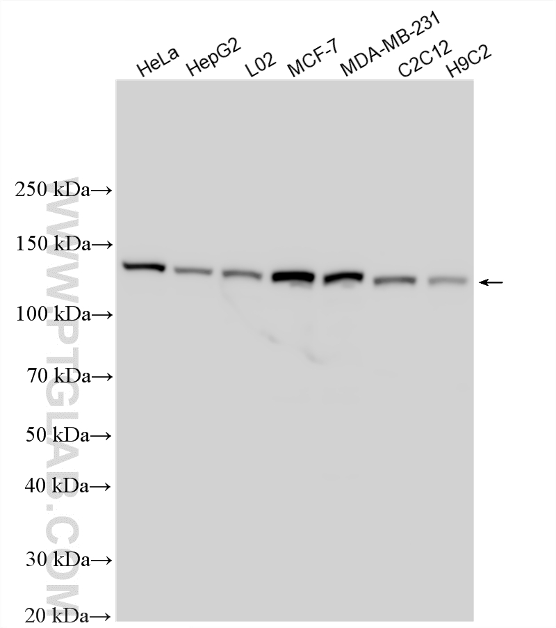 WB analysis using 16816-1-AP