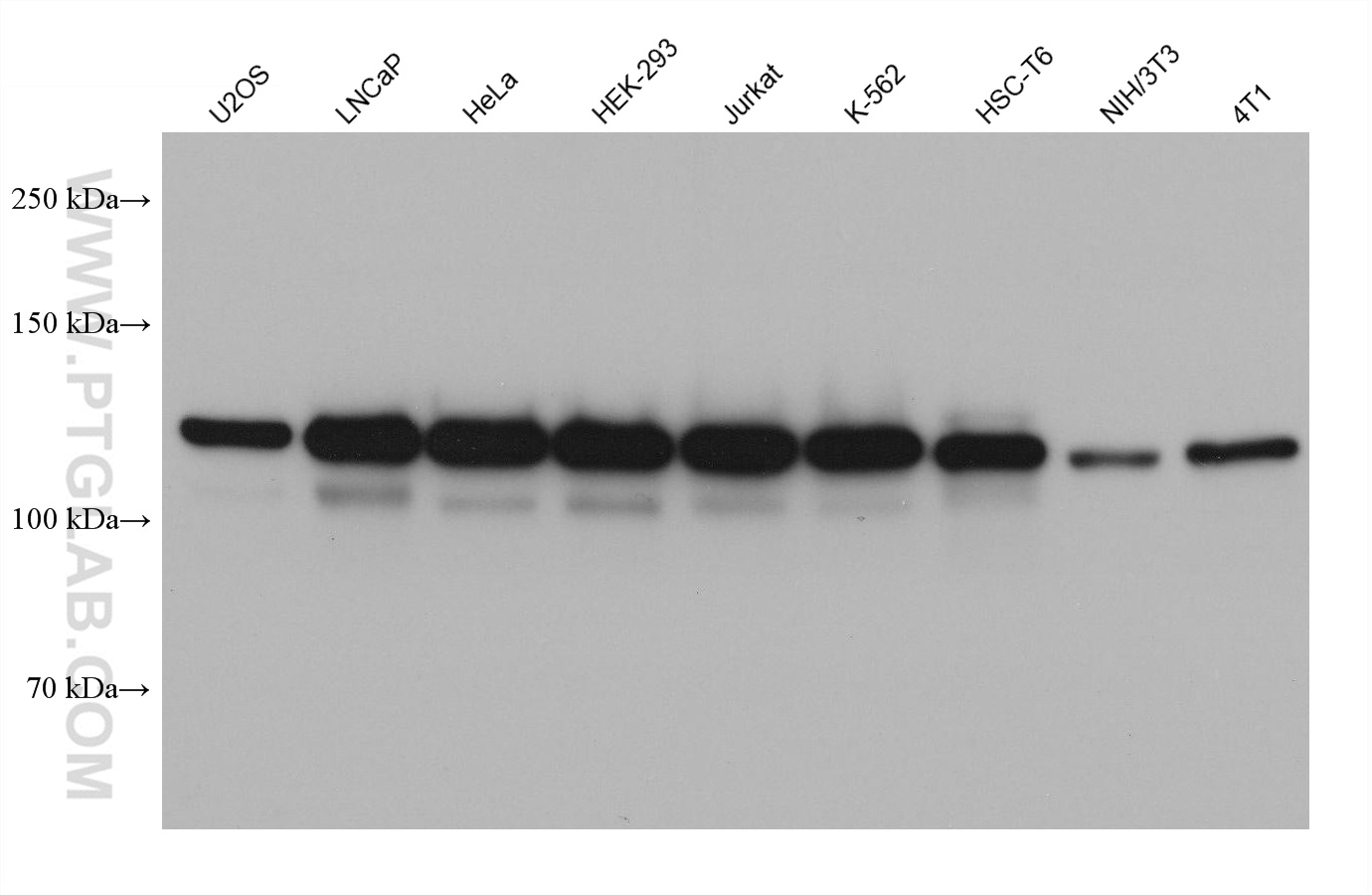 WB analysis using 68334-1-Ig