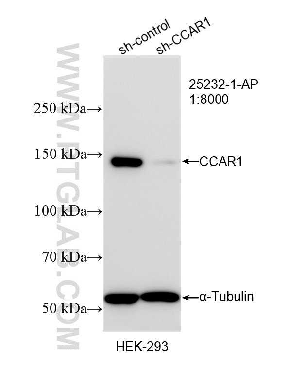 WB analysis of HEK-293 using 25232-1-AP