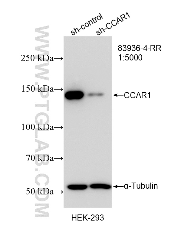WB analysis of HEK-293 using 83936-4-RR