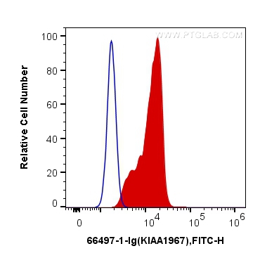 FC experiment of U2OS using 66497-1-Ig