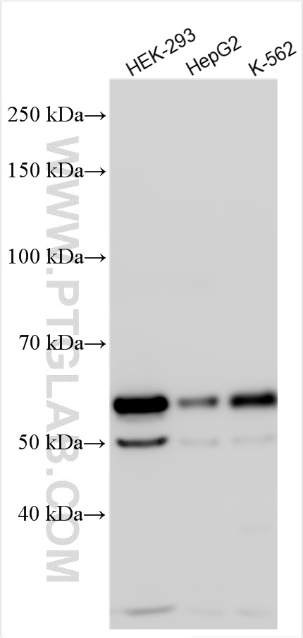 WB analysis using 55476-1-AP