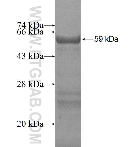 CCBP2 fusion protein Ag1941 SDS-PAGE