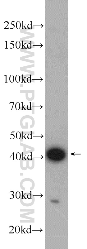 WB analysis of mouse lung using 24276-1-AP