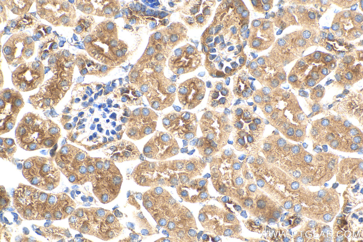IHC staining of mouse kidney using 26312-1-AP