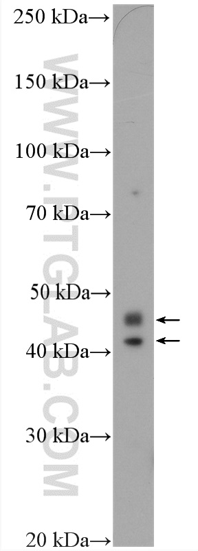 WB analysis of MCF-7 using 20387-1-AP