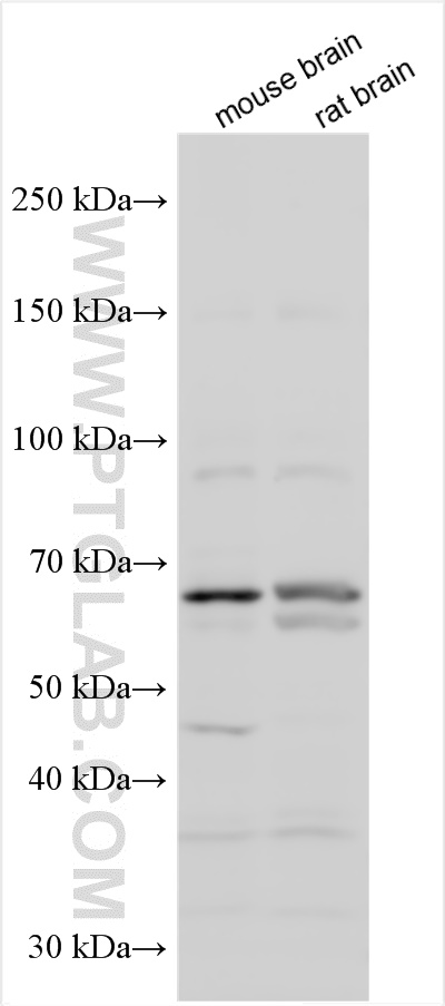 WB analysis using 27211-1-AP