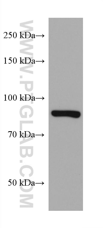 WB analysis of Neuro-2a using 68112-1-Ig