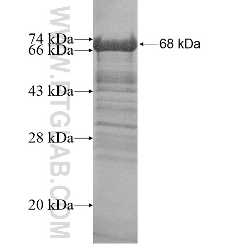 CCDC130 fusion protein Ag14396 SDS-PAGE