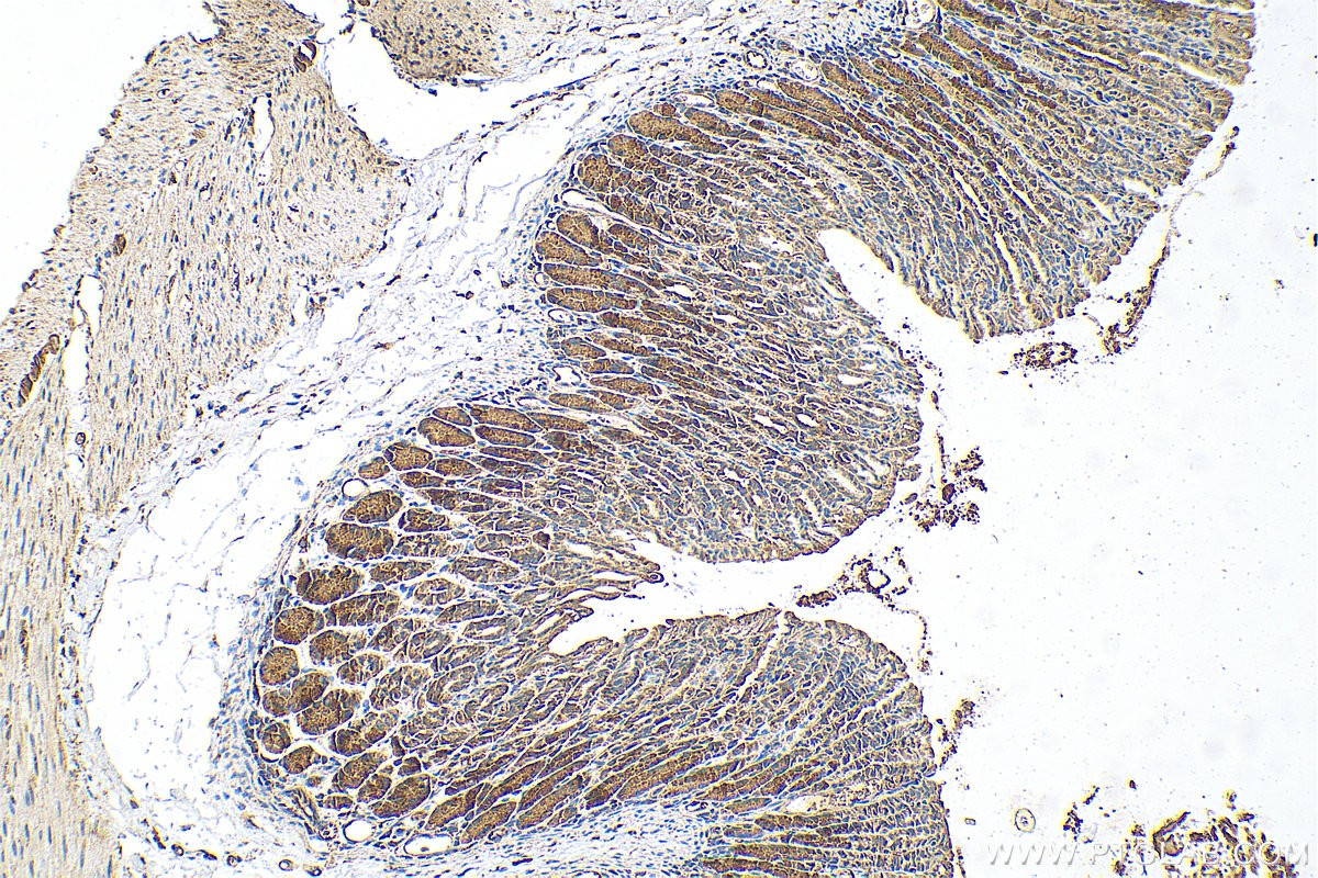 IHC staining of mouse stomach using 21351-1-AP