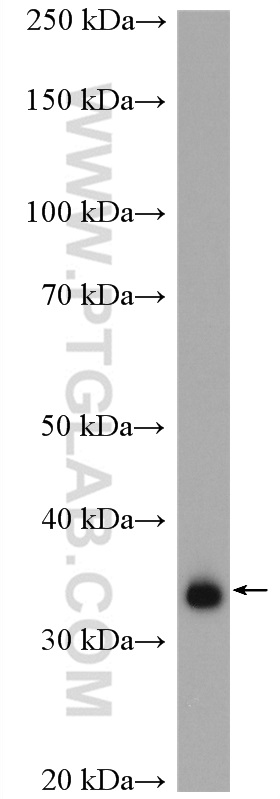 WB analysis of PC-3 using 27201-1-AP