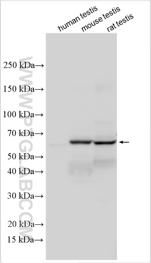 WB analysis using 31680-1-AP