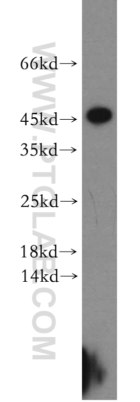 WB analysis of COLO 320 using 21390-1-AP