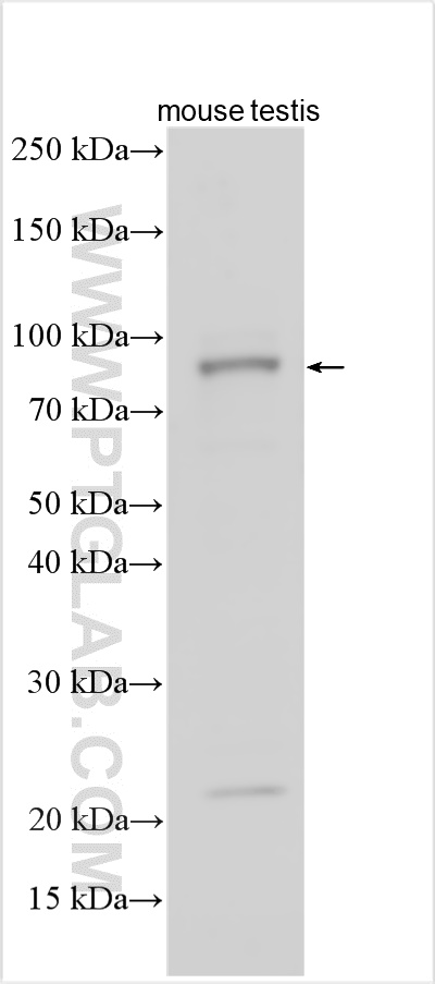 WB analysis using 32228-1-AP