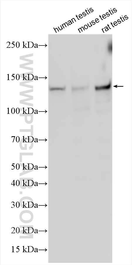 WB analysis using 20396-1-AP