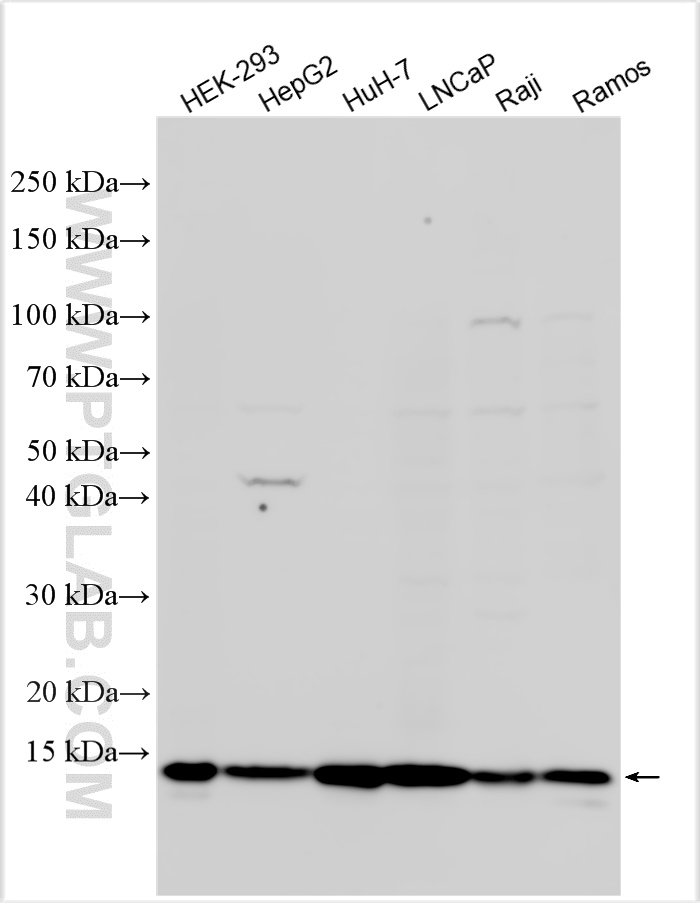 WB analysis using 31922-1-AP