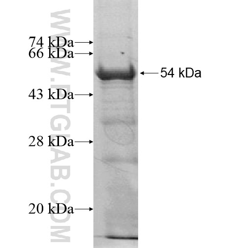 NESG1 fusion protein Ag15257 SDS-PAGE