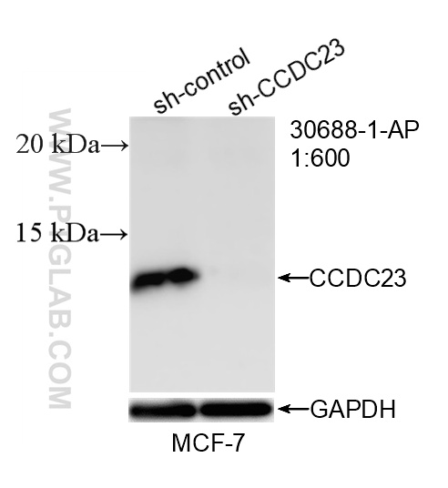 WB analysis of MCF-7 using 30688-1-AP WB analysis of MCF-7 using 30688-1-AP