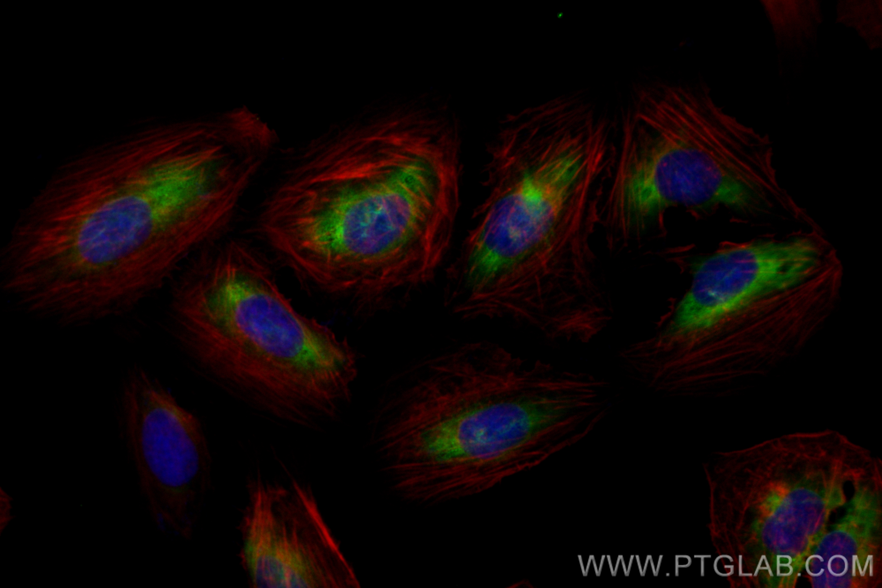 IF Staining of U2OS using CL488-82998-4
