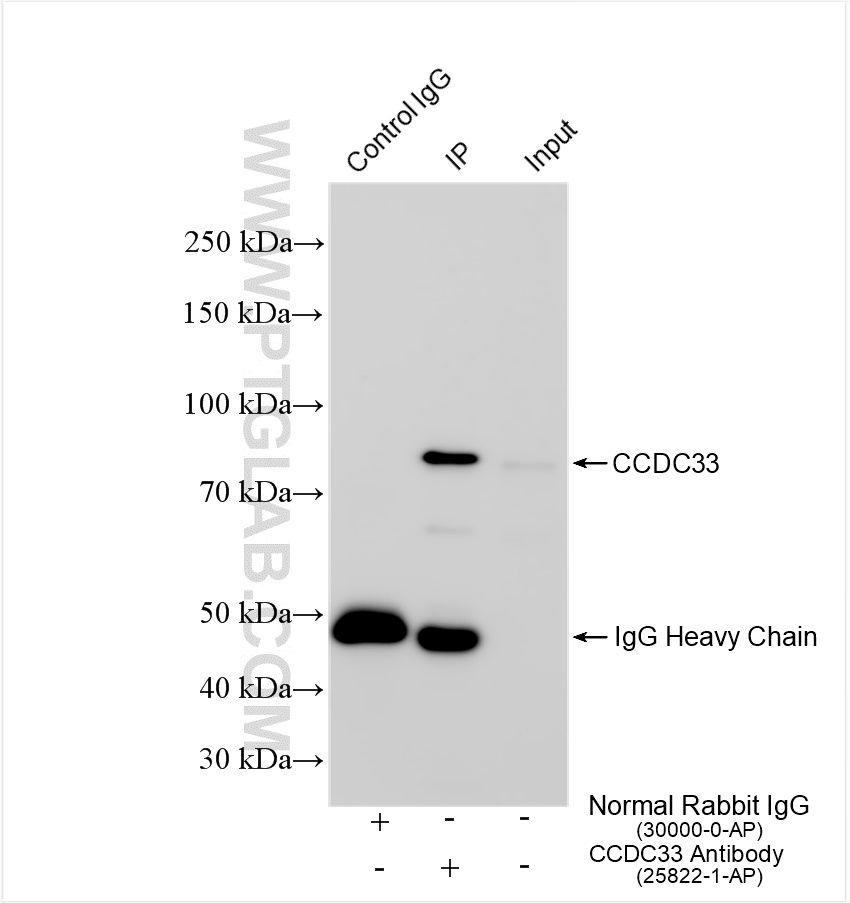 IP experiment of mouse testis using 25822-1-AP
