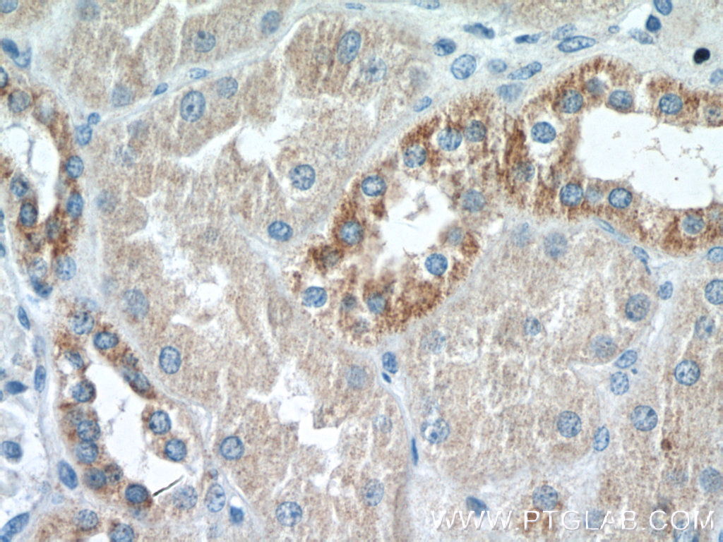 IHC staining of human kidney using 26013-1-AP