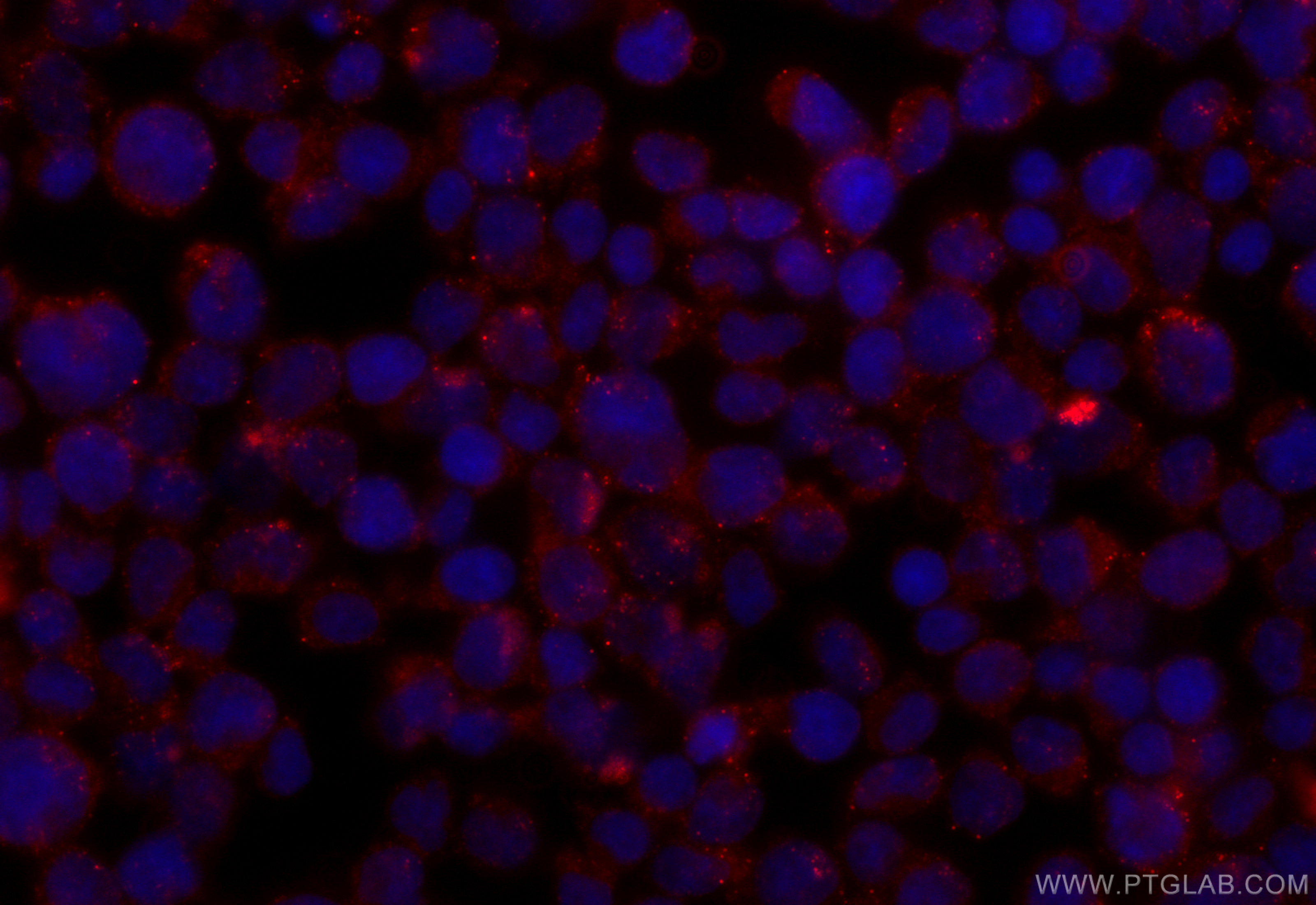 IF Staining of Jurkat using CL594-67755