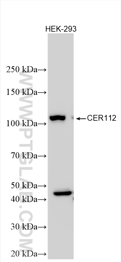 WB analysis using 24928-1-AP