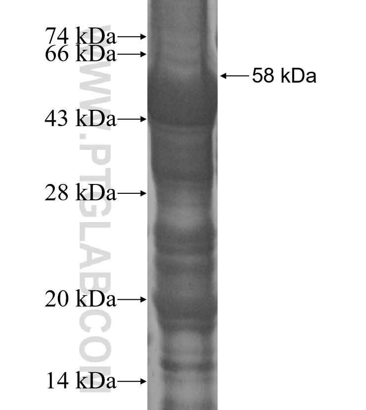 CCDC51 fusion protein Ag14301 SDS-PAGE