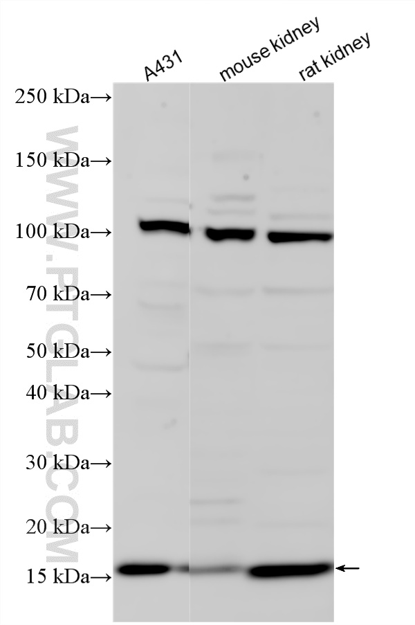 WB analysis using 33455-1-AP WB analysis using 33455-1-AP