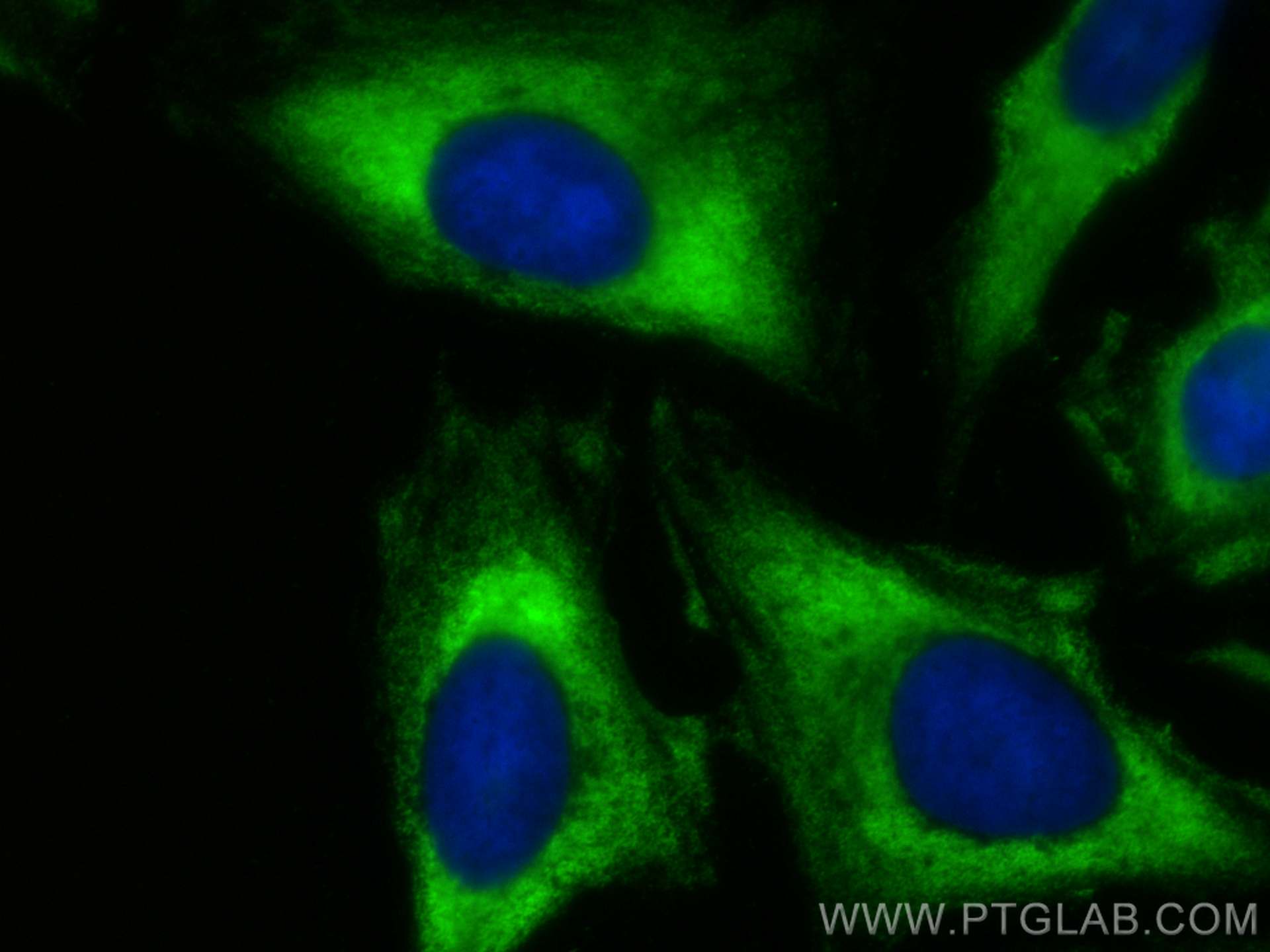 IF Staining of U2OS using CL488-67637