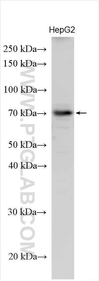 WB analysis using 28652-1-AP