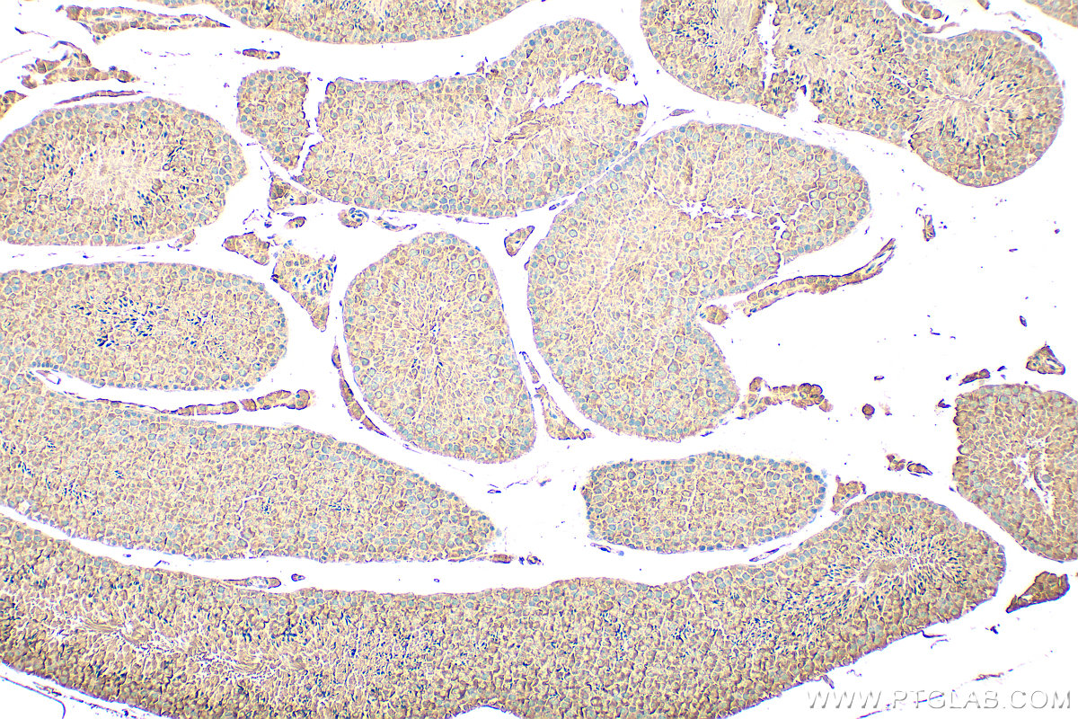 Immunohistochemical analysis of paraffin-embedded mouse testis tissue slide using 24376-1-AP (CCDC65 antibody) at dilution of 1:200 (under 10x lens). Heat mediated antigen retrieval with Tris-EDTA buffer (pH 9.0). IHC staining of mouse testis using 24376-1-AP