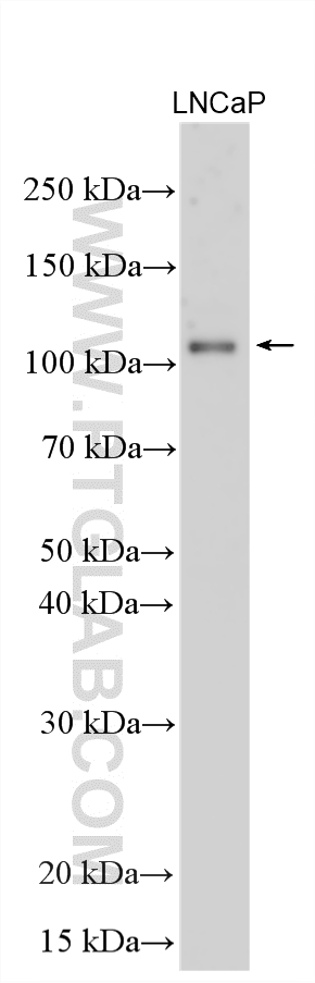 WB analysis using 26333-1-AP