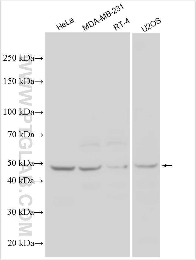 WB analysis using 31457-1-AP