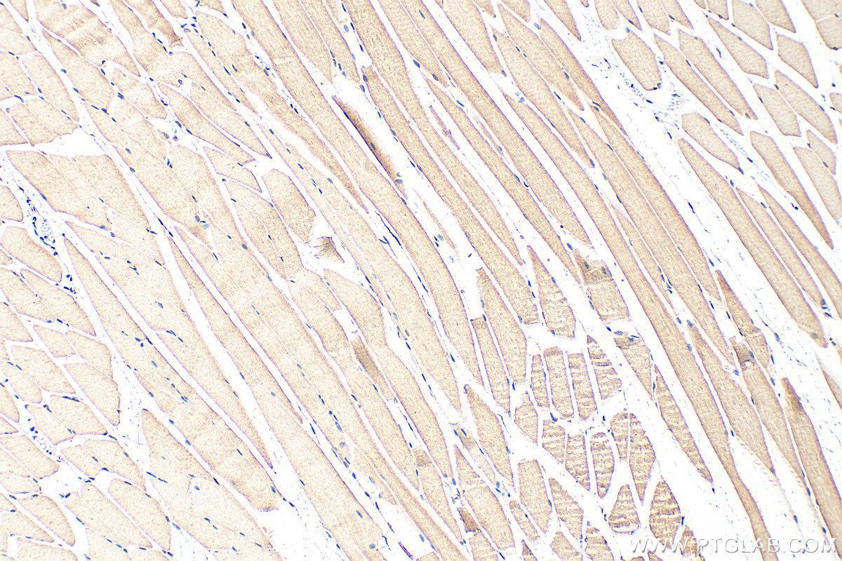 IHC staining of mouse skeletal muscle using 26876-1-AP