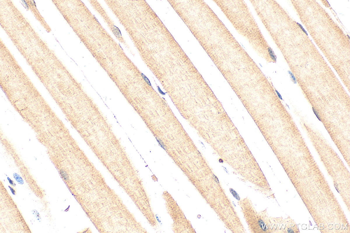 IHC staining of mouse skeletal muscle using 26876-1-AP