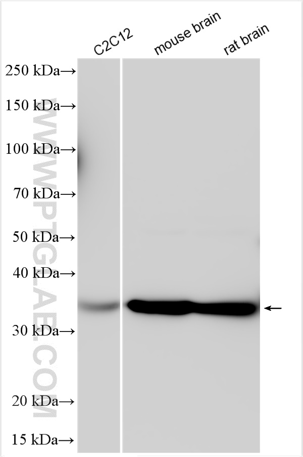 WB analysis using 26876-1-AP