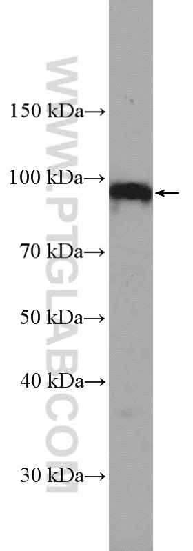 WB analysis of HEK-293 using 27194-1-AP