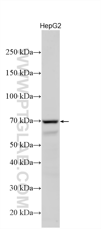 WB analysis using 21104-1-AP