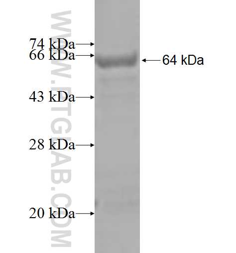 CCIN fusion protein Ag5005 SDS-PAGE