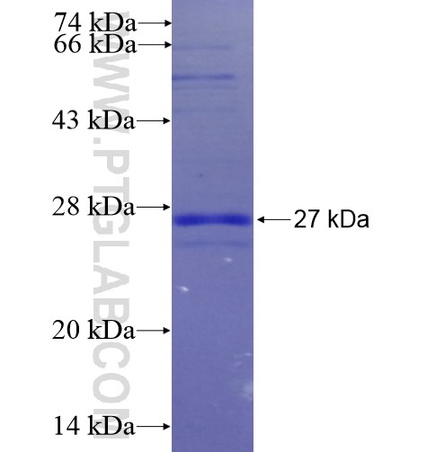 CCKAR fusion protein Ag12615 SDS-PAGE