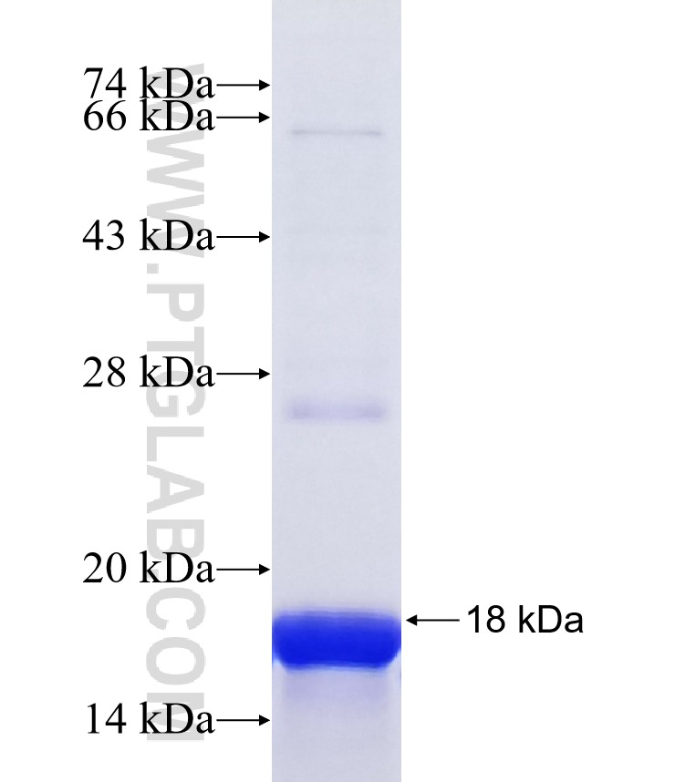 CCKBR fusion protein Ag39937 SDS-PAGE