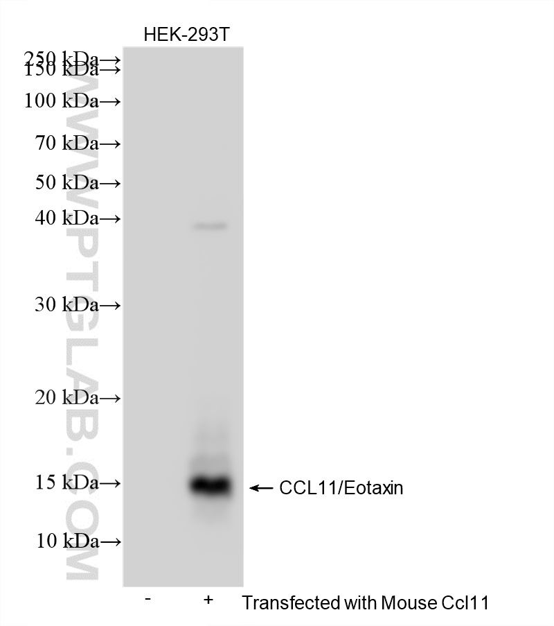 WB analysis using 86339-3-RR (same clone as 86339-3-PBS)
