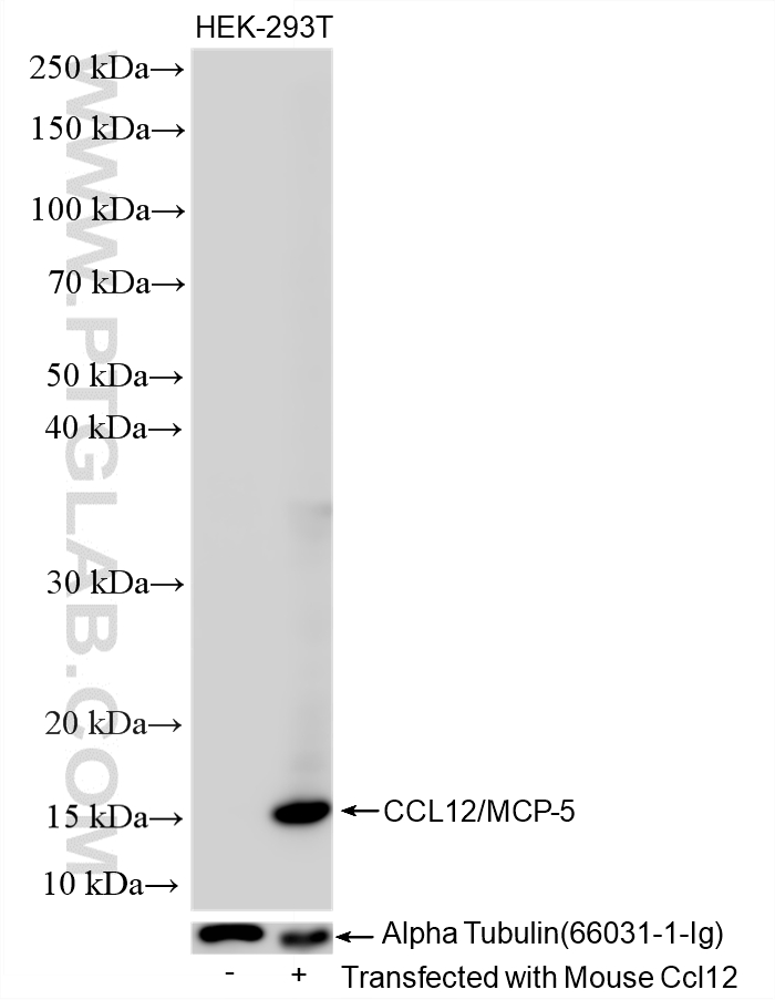 Mouse CCL12 transfected HEK-293 cells were subjected to SDS PAGE followed by western blot with 86565-1-RR (CCL12/MCP-5 antibody) at dilution of 1:5000 incubated at room temperature for 1.5 hours. WB analysis using 86565-1-RR
